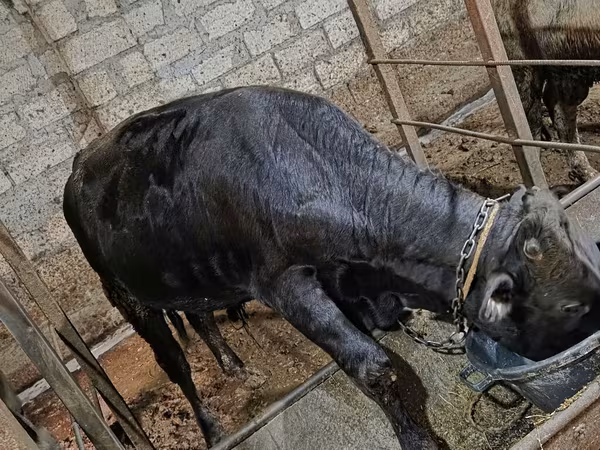 Bulle, Aberdeen-Angus