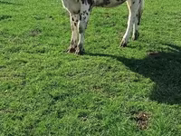 Kuh, Simmental cattle — Foto 2