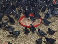 Chickens — الصورة 2