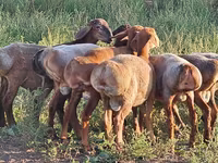 كبش, Hissar sheep — الصورة 5