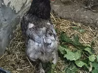 Brahma — Foto 5