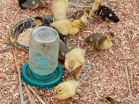 Ducks — फ़ोटो 1
