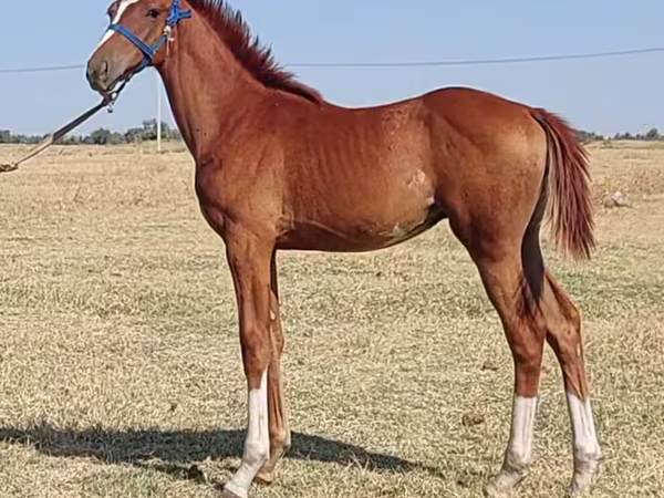Hengst, Thoroughbred horse
