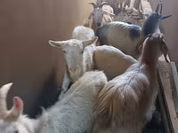 Ziege, Saanen goat — Foto 3
