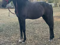 Айғыр, Orlov Trotter — 3-сурет