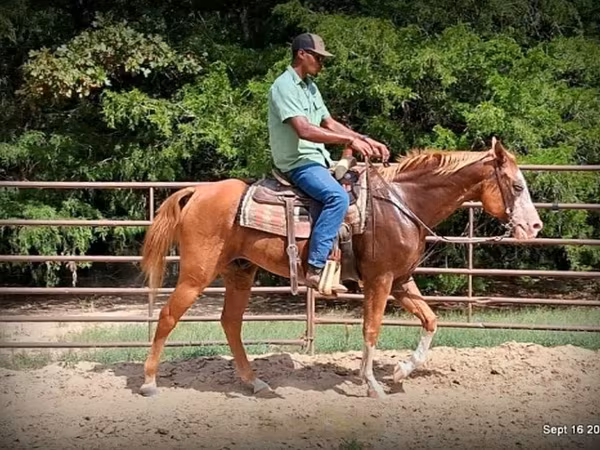 حصان, American paint horse