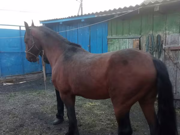 At, Thoroughbred horse