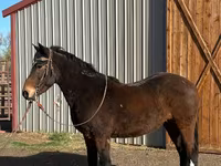 At, Mustang — foto 2