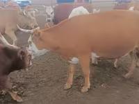 بقرة, Simmental cattle — الصورة 4