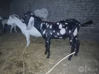 تيس, Beetal goats — الصورة 5