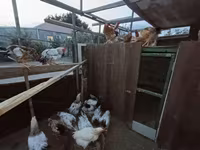 Chickens — फ़ोटो 1