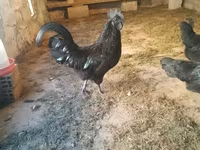 Ayam Cemani — Foto 3