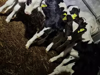 ثور, Russian Black pied cattle — الصورة 5