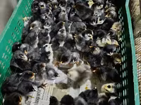 Chickens — foto 6