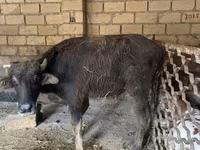 Toro, Ganado vacuno — foto 2