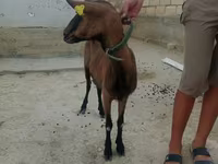 عنزة, الماعز — الصورة 6