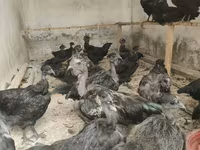 Chickens — Foto 4