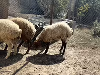 Schaf, Schafe — Foto 4