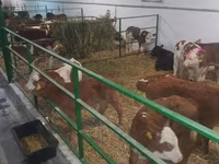 Toro, Simmental cattle — foto 6