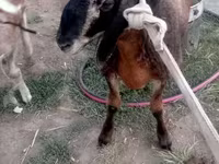 Qoç, Qoyunlar — foto 3