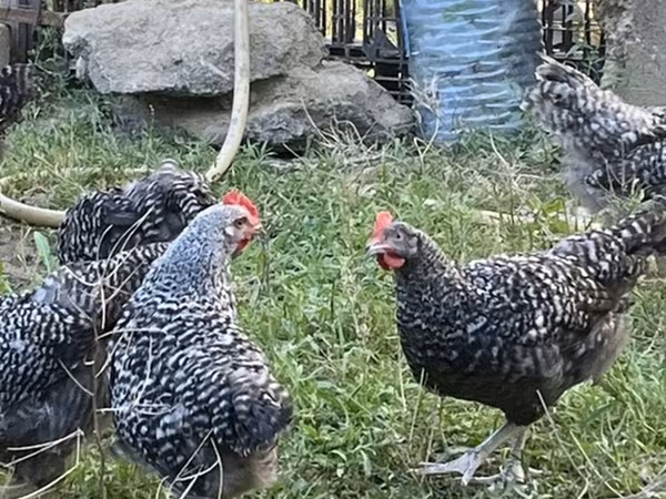 Gallina eslovena barrada