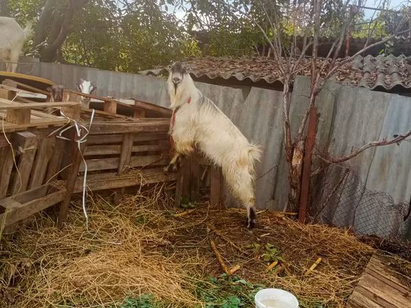 Козёл, Козлы