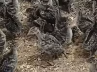 Turkeys — Foto 5