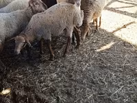 भेड़, भेड़ — फ़ोटो 3