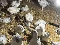 Brahma — foto 3