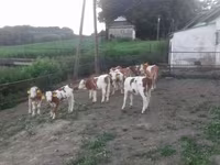 Бұқа, Simmental cattle — 4-сурет
