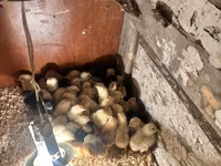 Chickens — 6-сурет
