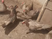 Ducks — Foto 5