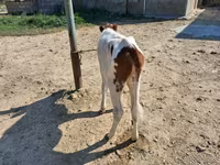 İnək, Simmental cattle — foto 2