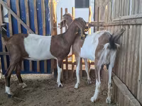 Ziege, Nubian Goat — Foto 1