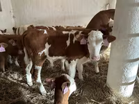 Toro, Simmental cattle — foto 2