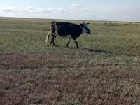 Kuh, Simmental cattle — Foto 8