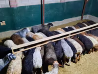 كبش, الأغنام — الصورة 1