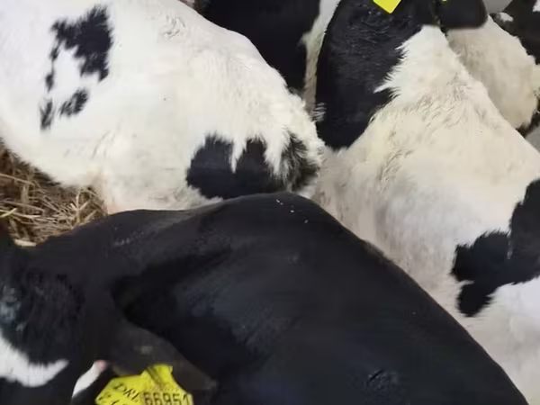 Bovinos (lote, sexo no especificado), Ganado vacuno