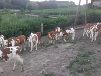 Бұқа, Simmental cattle — 2-сурет