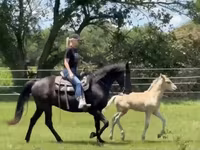 فرس, Rocky Mountain Horse — الصورة 4