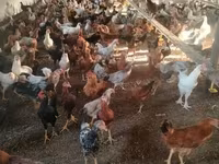Chickens — Foto 4
