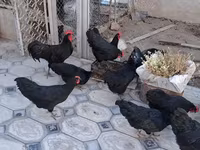 Australorp — foto 2