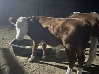 Buğa, Simmental cattle — foto 5