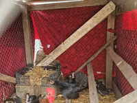 Chickens — Foto 1