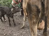 Сиыр, Simmental cattle — 7-сурет