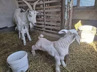 Ziege, Alpine goat — Foto 6