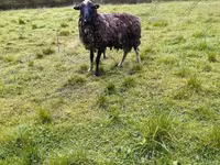 Қошқар, Hissar sheep — 7-сурет
