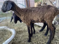 Widder, Kazakh fat-tailed coarsewool sheep — Foto 4