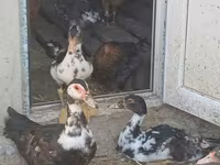 家养麝香鸭 — 照片 3