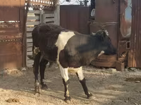Toro, Raza Holstein — foto 3